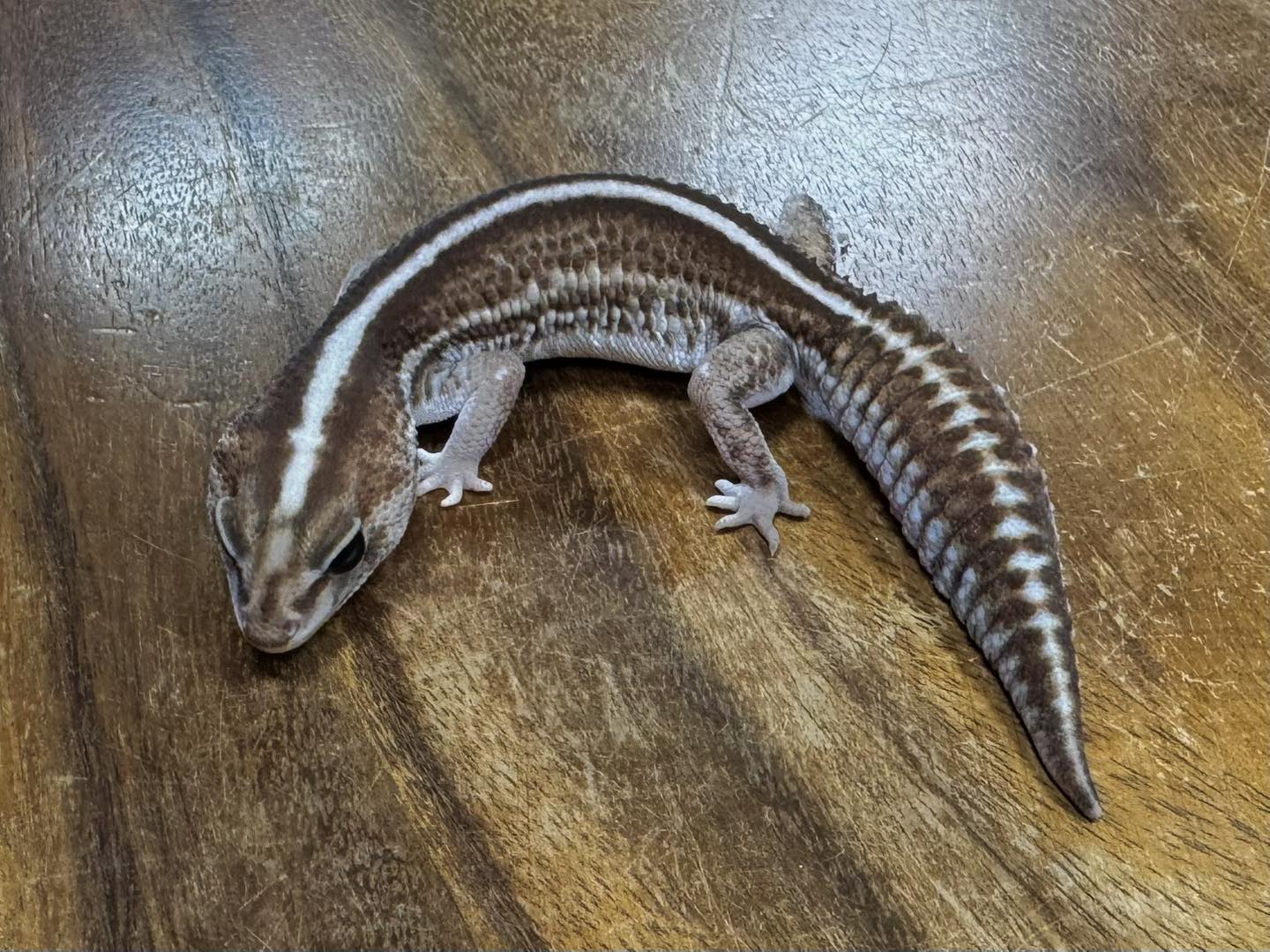 (M) Fancy Pinto Pied