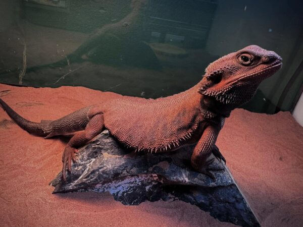 testtest8879 - Image 7