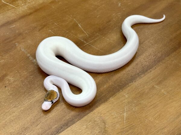 Fancy Pinto Pied (Male) - Image 2