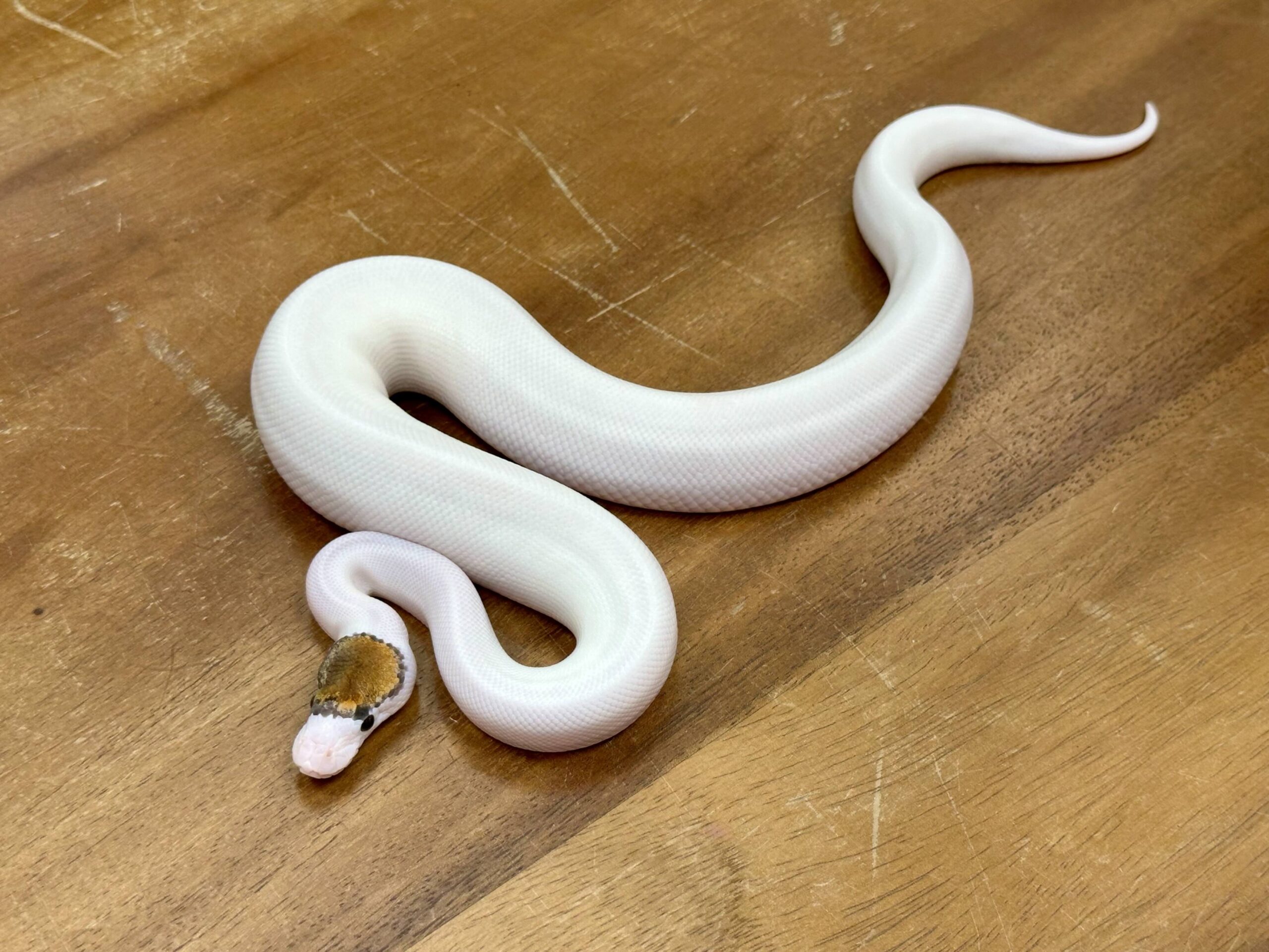 Fancy Pinto Pied (Male) - Image 2