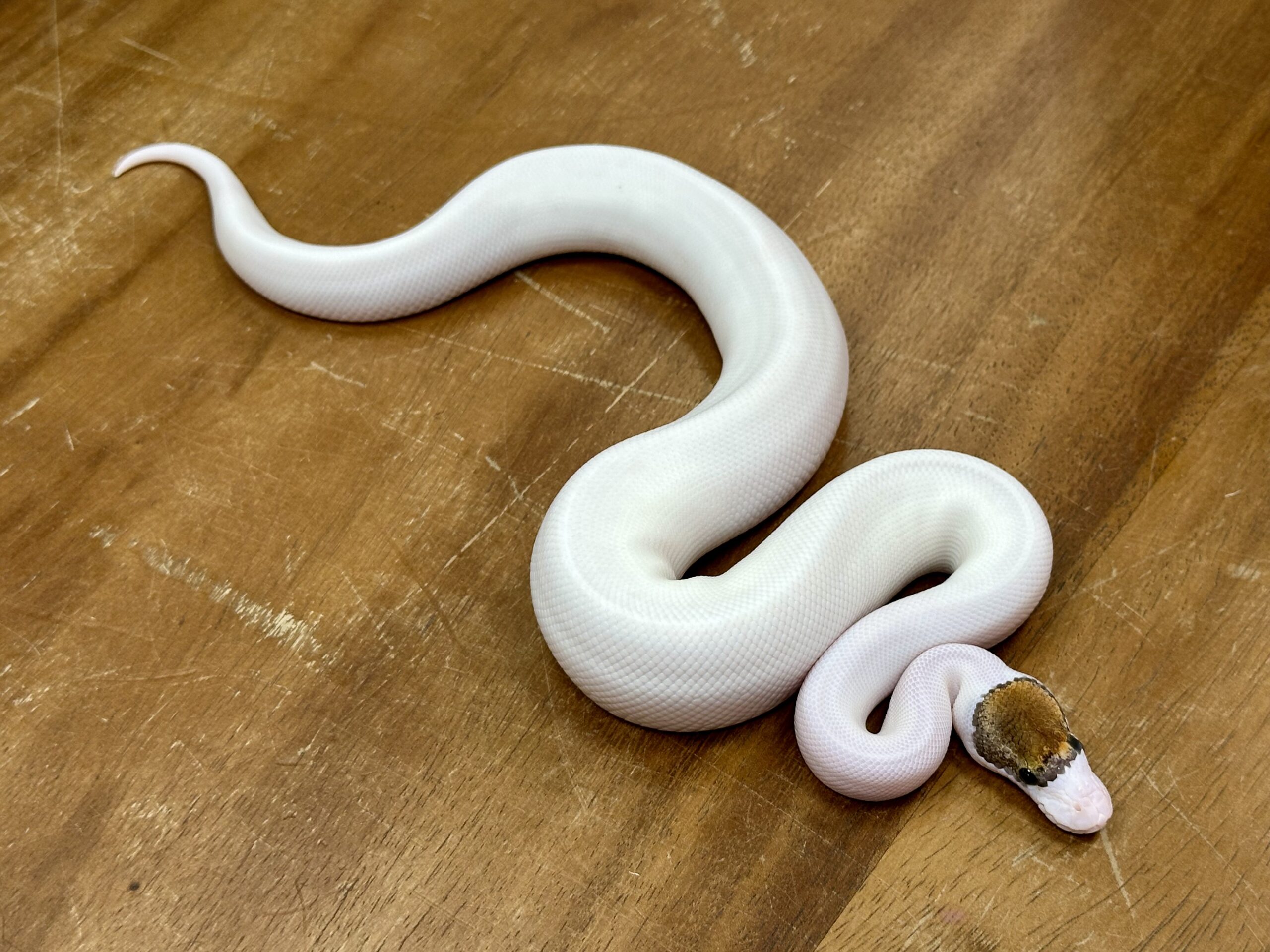 snekky - Image 7