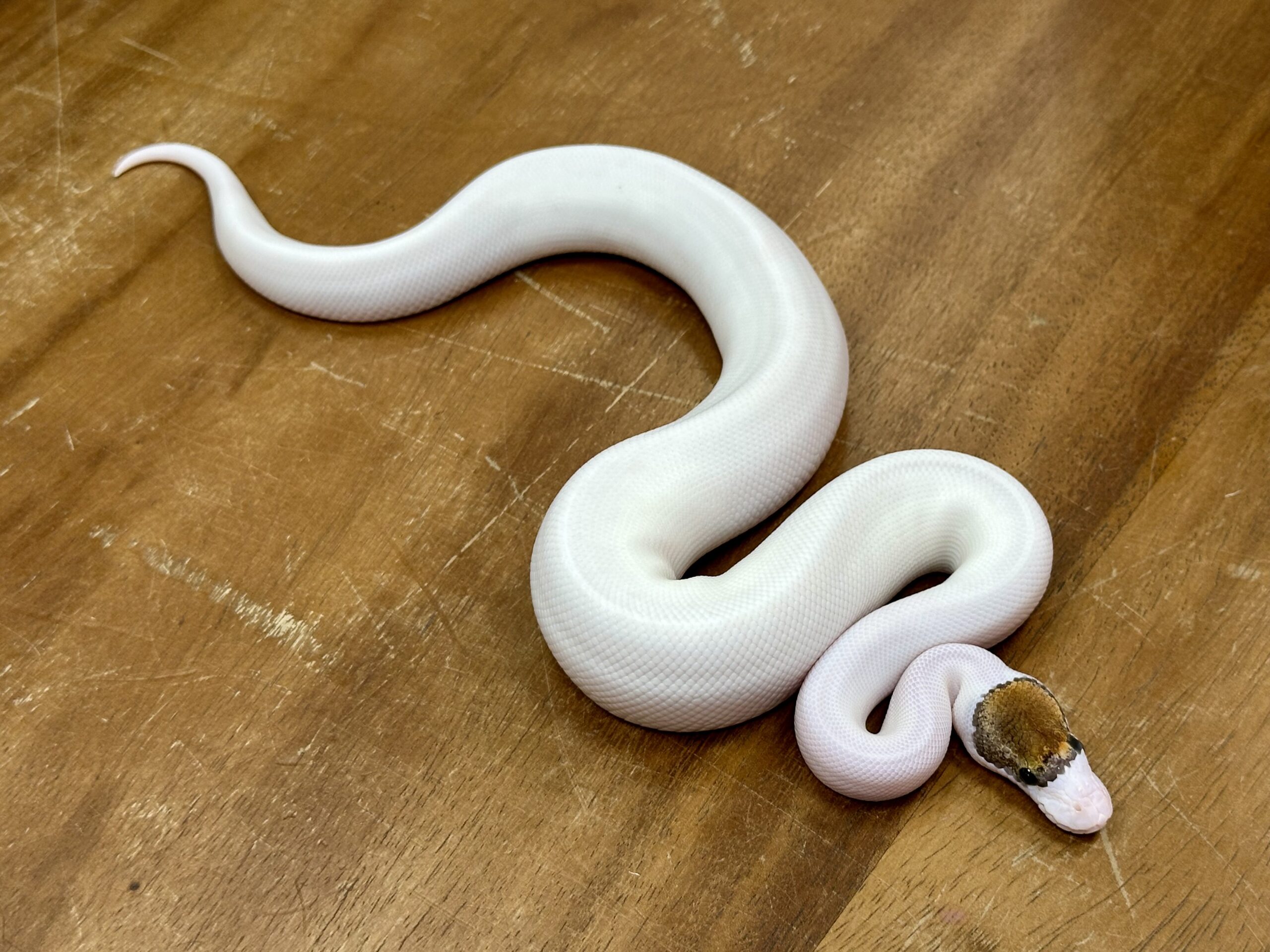Fancy Pinto Pied - Image 2