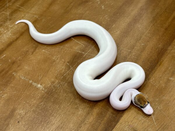 Fancy Pinto Pied (Male) - Image 3