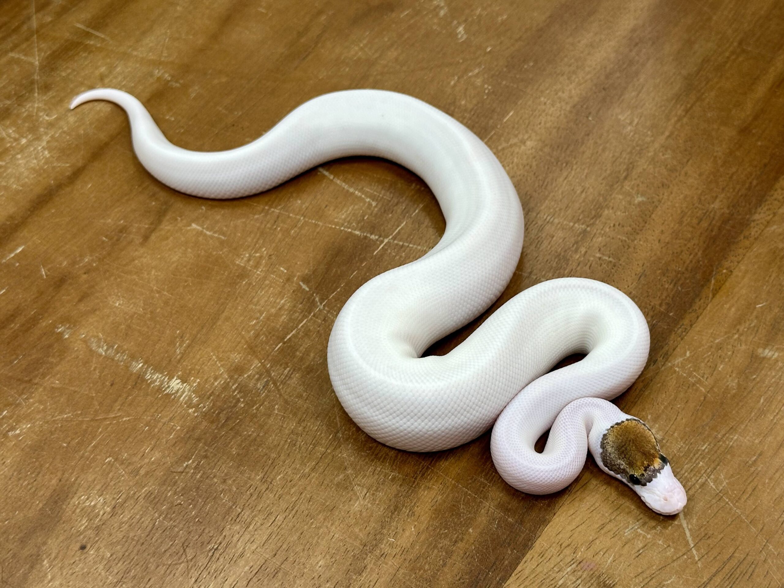 Fancy Pinto Pied (Male) - Image 3