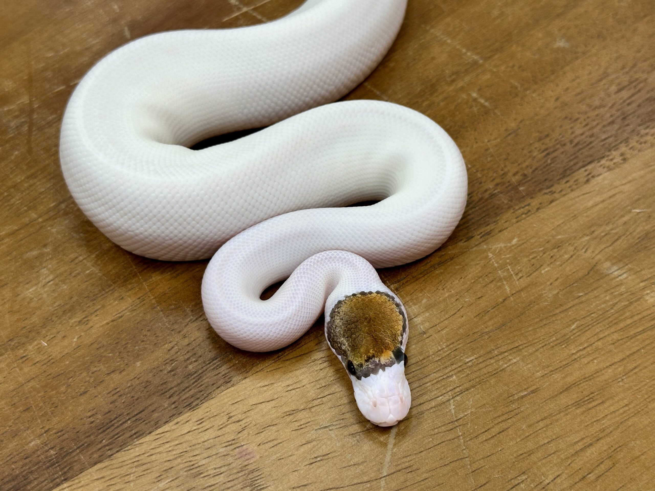 Fancy Pinto Pied (Male)